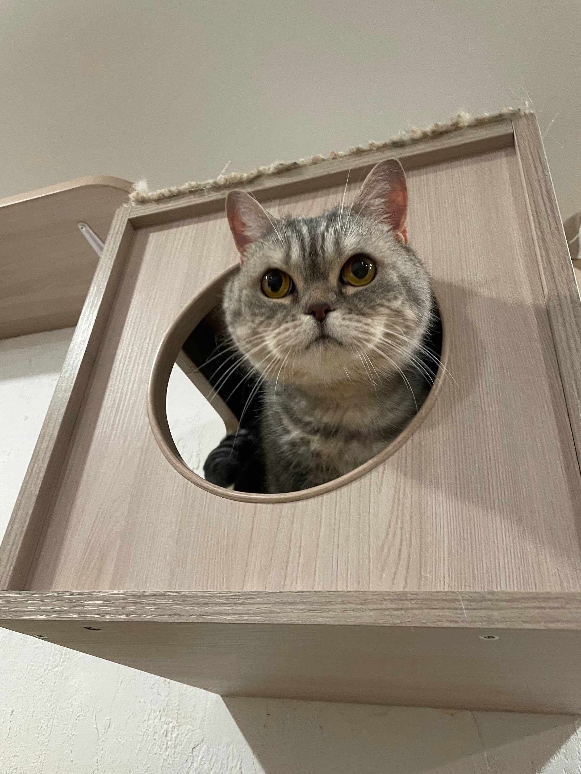 Фотография зоогостиницы Under cat