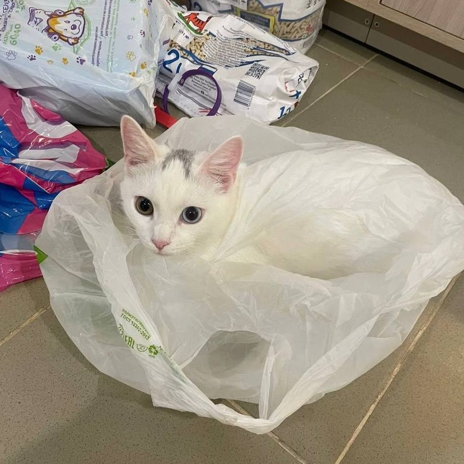 Фотография из сообщества зоогостиницы Under cat