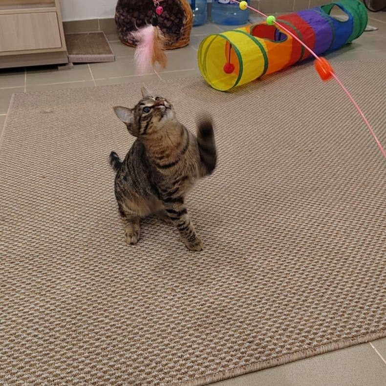 Фотография из жизни Under cat